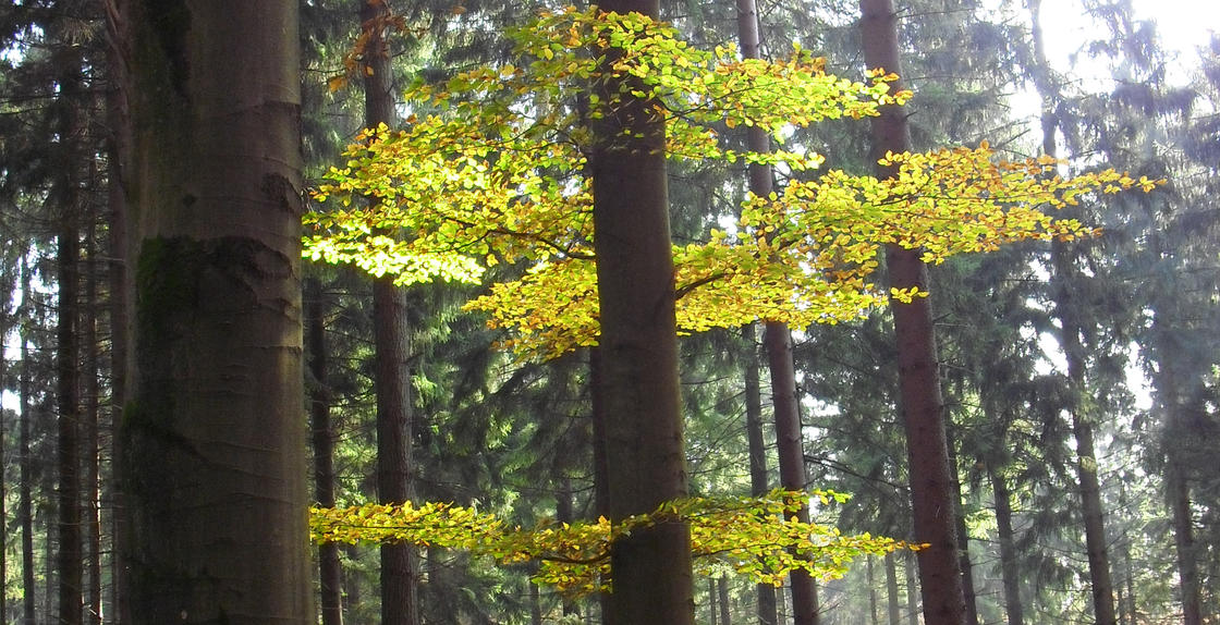 Bild von im Sonnenschein stehenden, grünen Zweigen in einem ansonsten schattigen Wald